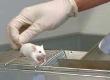 Leading Animal Testing and Research Organisations