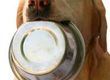 Pet Foods and Animal Testing