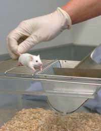 Animal Rights Activists Testing Research
