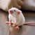 Reducing Animal Suffering