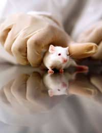 Making Informed Choices Animal Testing