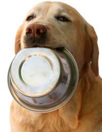 Pet Foods And Animal Testing
